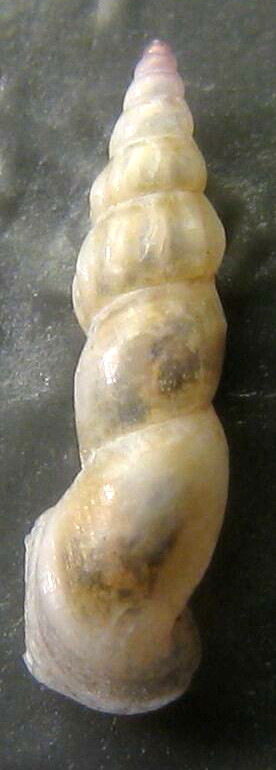 rissoa angustior-auriscalpium-rhodensis